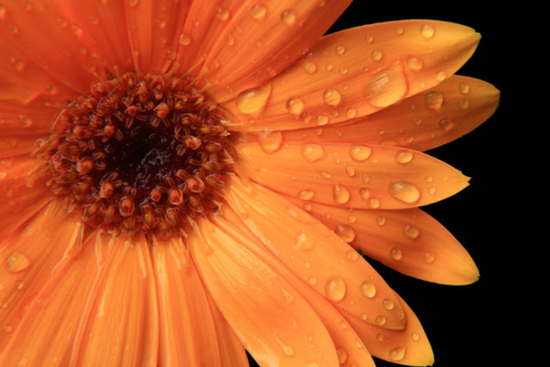 Gerbera Drops