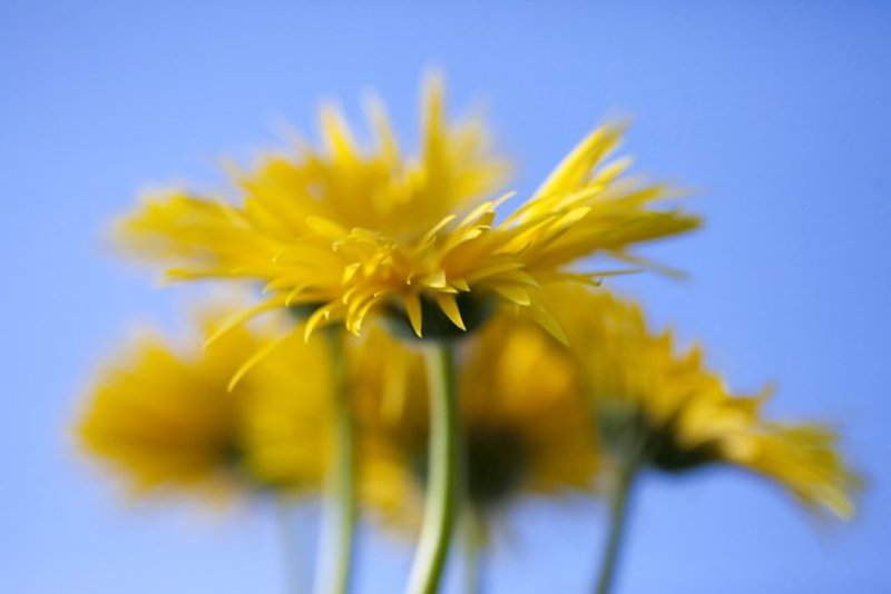 Yellow Petals
