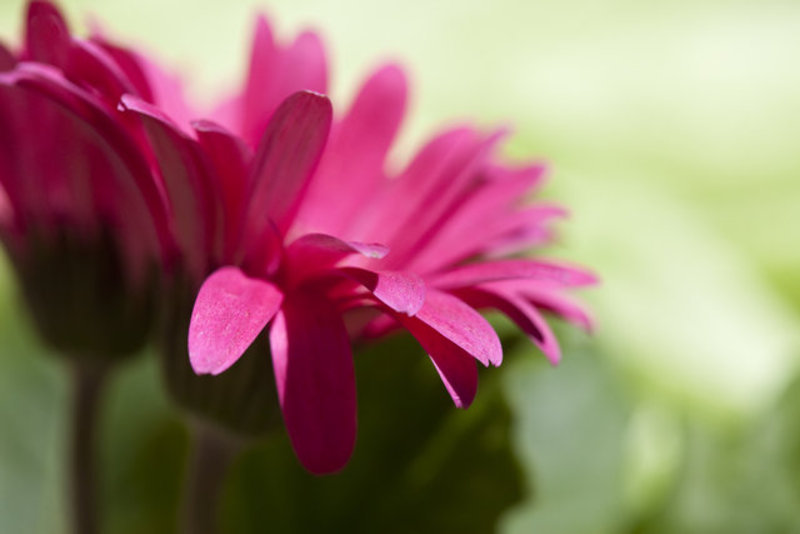 Pink Delicacy