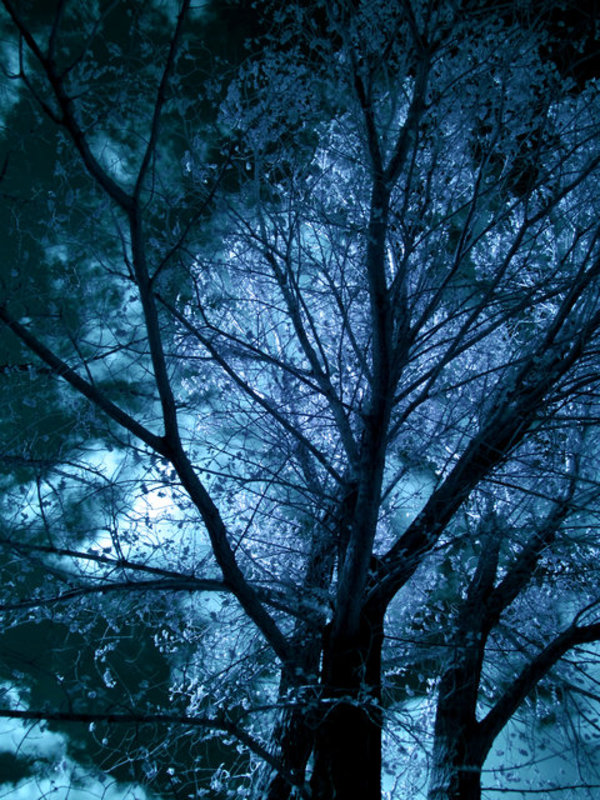 Arboretum IR