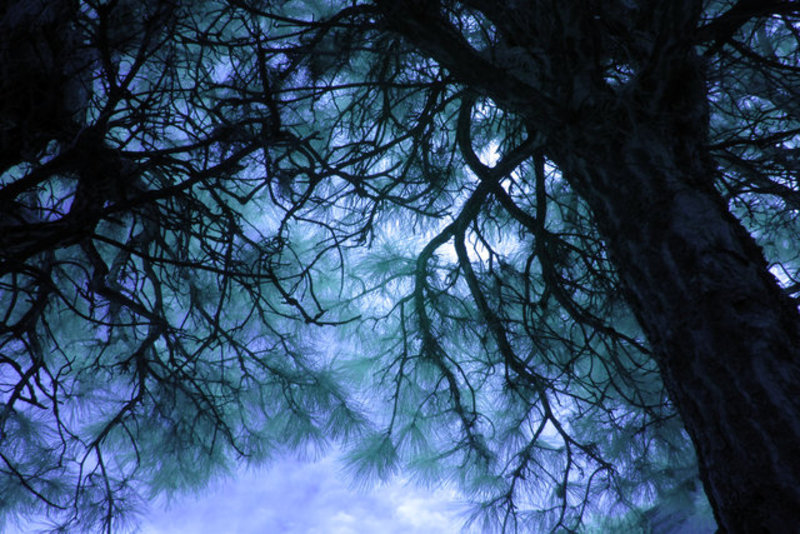 Canopy IR