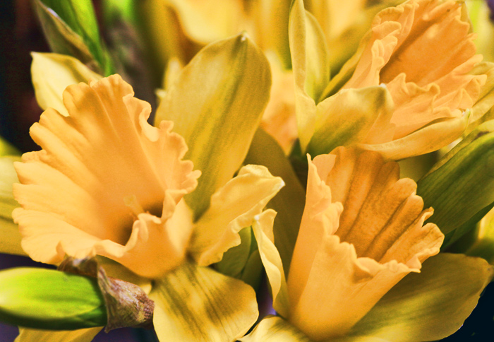 Daffodils
