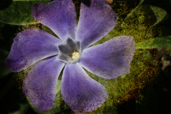 Vinca Grunge