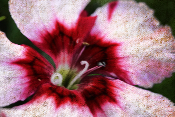 Sweet William