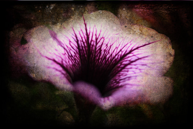 Petunia
