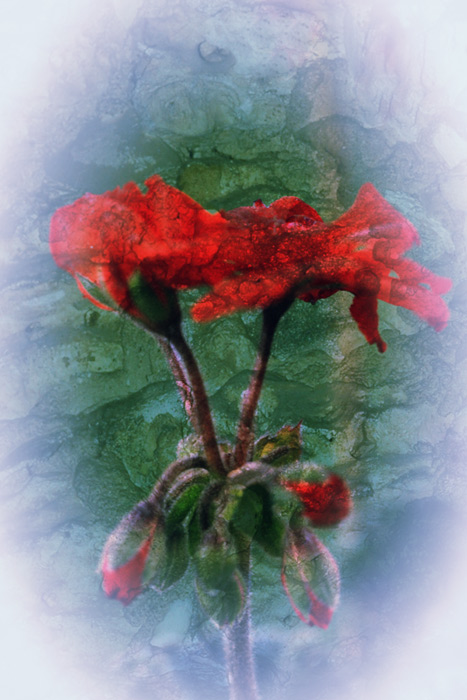 Geraniums