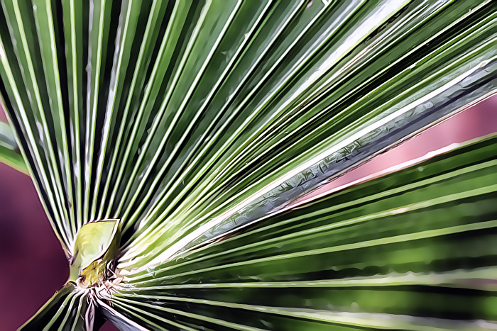 Frondsclean-contrast.jpg