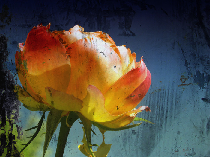 IMG_2247rose.jpg