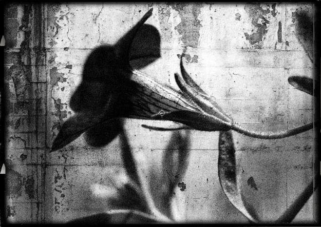 Petunia BW