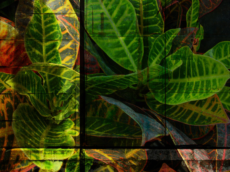 Tropical Joseph's Coat