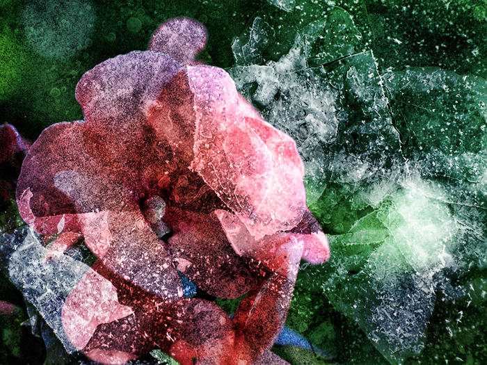 Impatiens