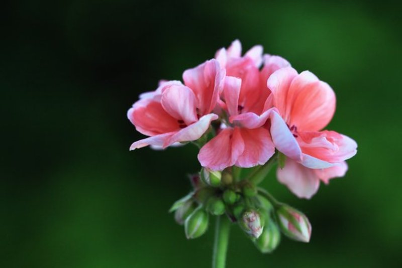 Geranium