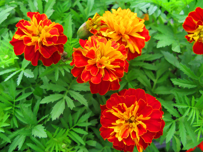 Buzzed Marigolds
