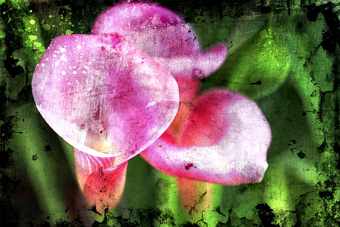 Pink Calla