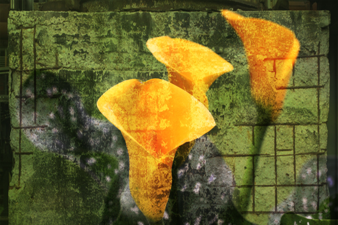 Yellow Calla 1