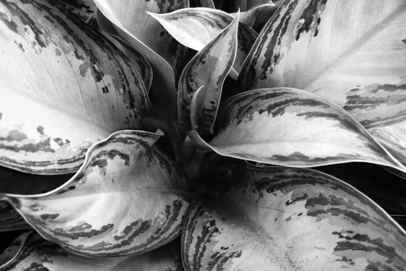 Hosta Leaves