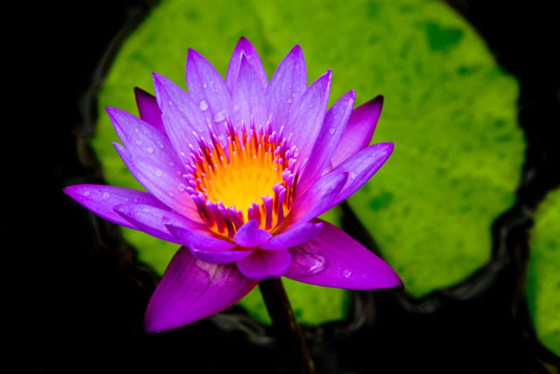 Hana Lily