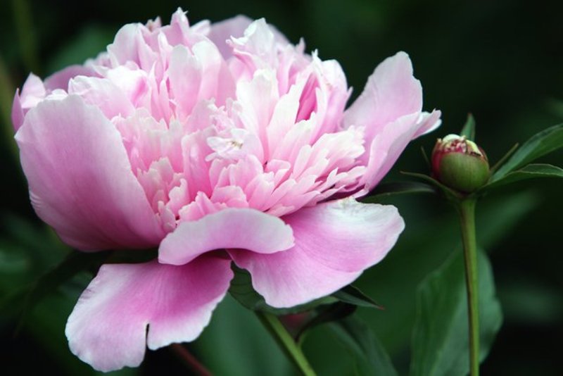 Peony Glory