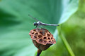 D20_0127-Dragon fly.jpg