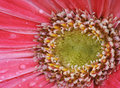 _DSC0128-copy-pink-daisy-sfw