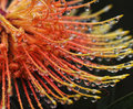 Tropical Flower