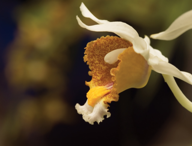 orchid-yellow.jpg