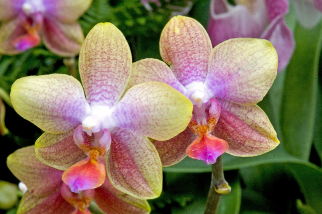 DSC_6370_orchid-colorful.jpg