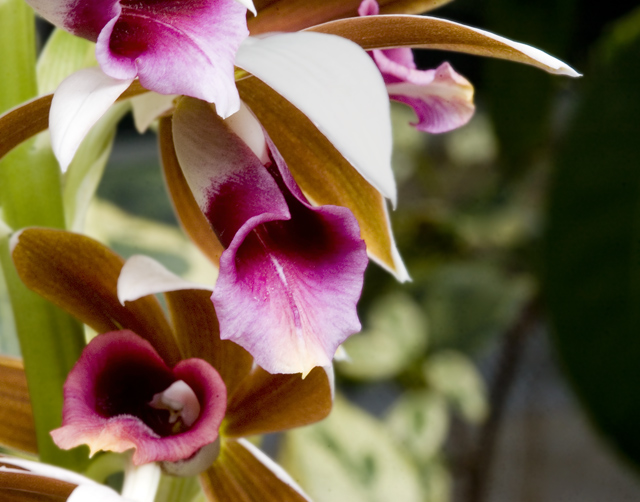 Three-Orchids DSC_6302.jpg