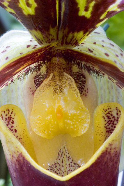 Slipper Orchid Macro