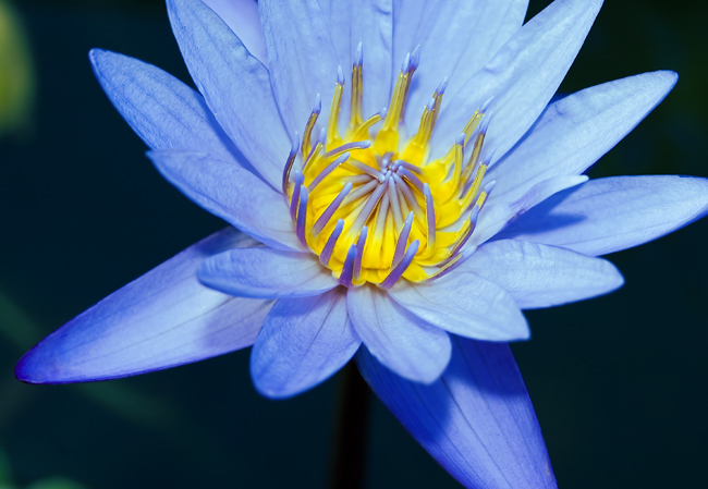 Waterlily.jpg