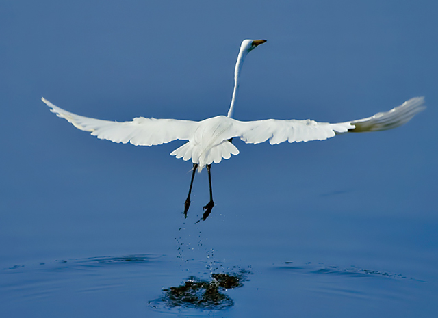 Egrit-Taking-Off.jpg