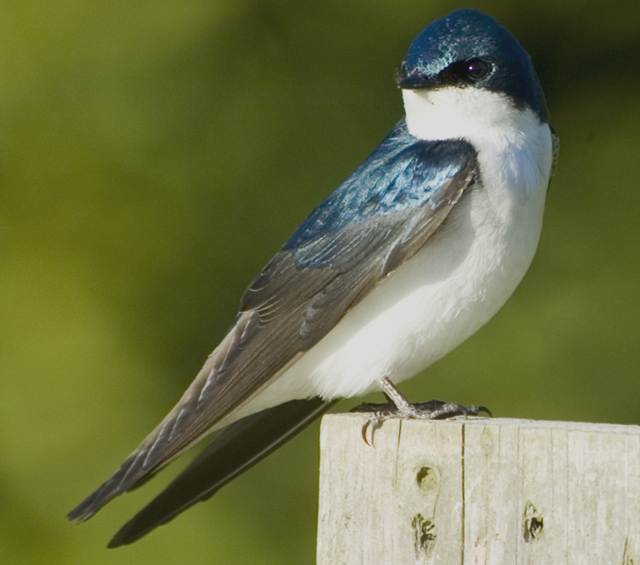 Tree-Swallow.jpg