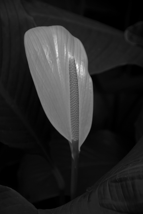 Peace Lily