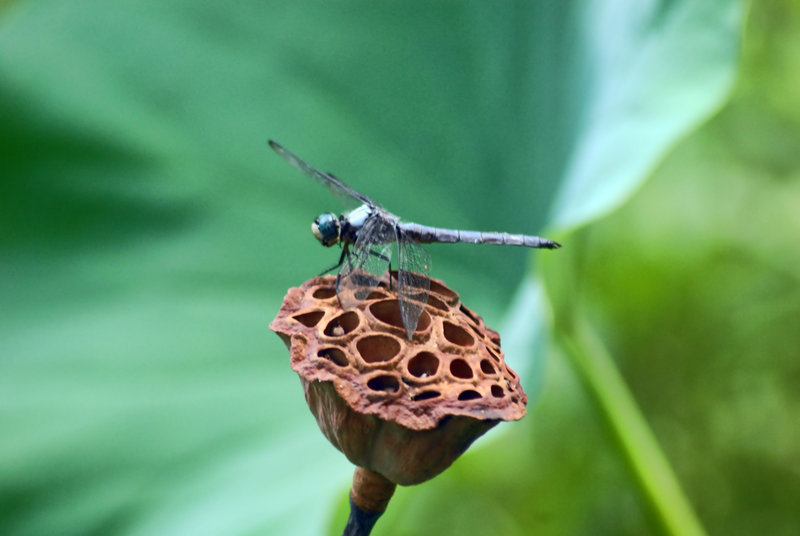D20_0127-Dragon fly.jpg
