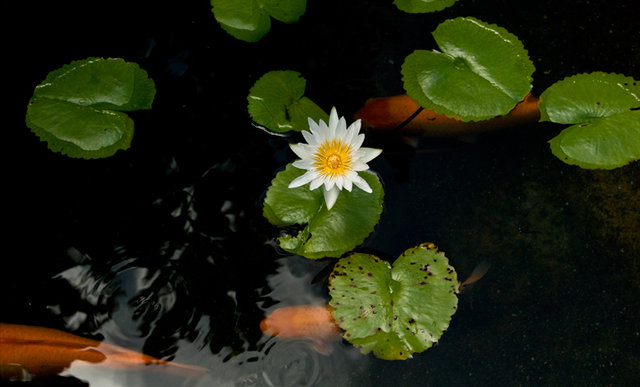 Koi with Lily.jpg