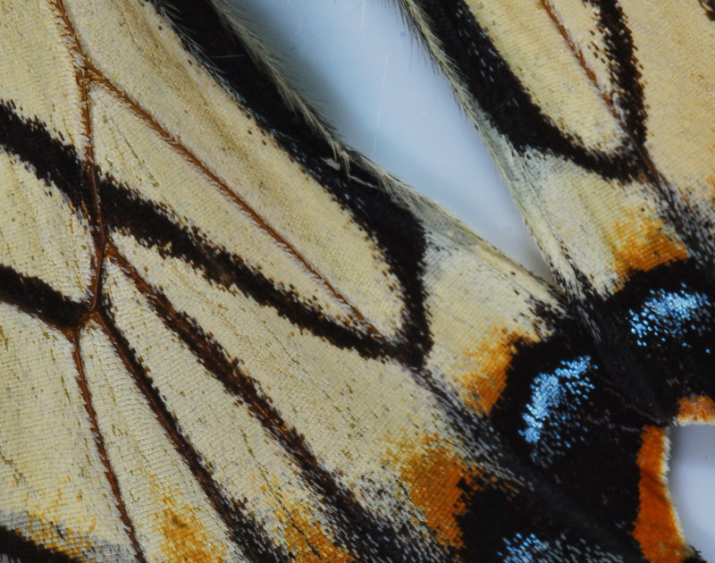 Butterfly Wing