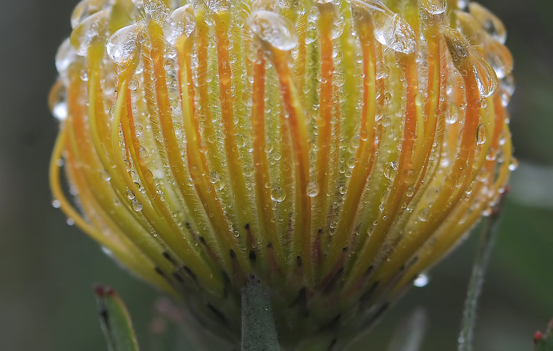 Tropical Flower