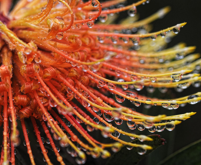 Tropical Flower