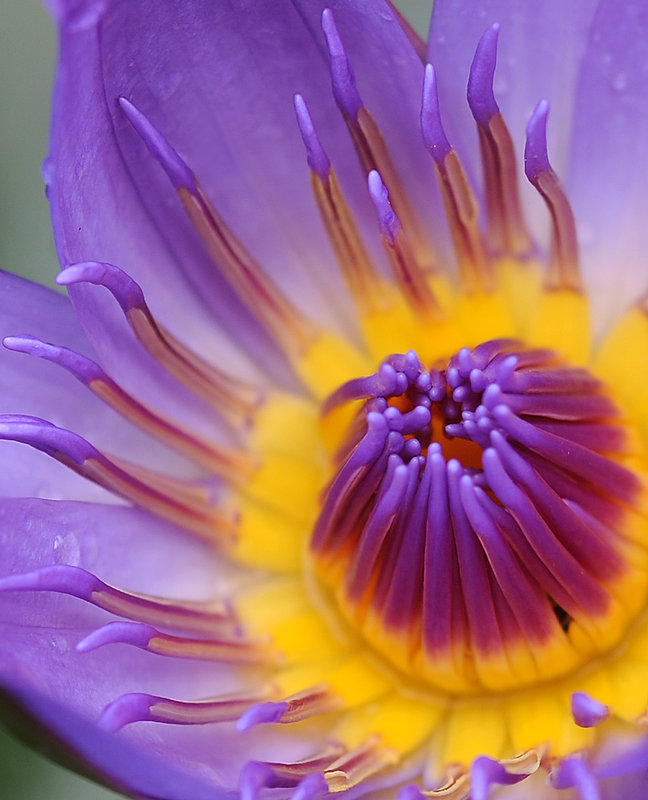 DSC_5423-lotus-2-sfw