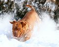 Hooch II