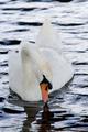 swan