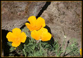 Dessert Flower