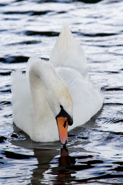 swan