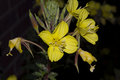 Yellow Wildflower at ight