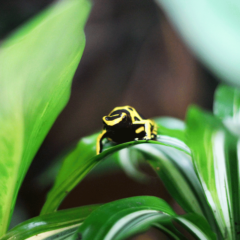 Bumble Bee Dart Frog