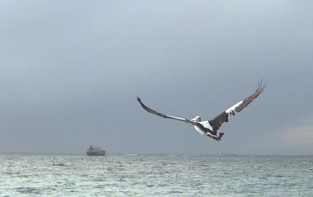 pelican_1.jpg
