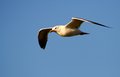 Bird Flying