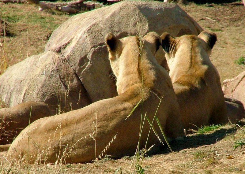 2Lions.jpg