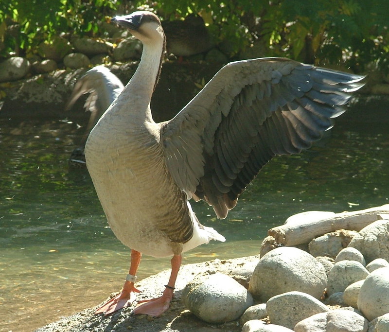 BirdFlapping.jpg