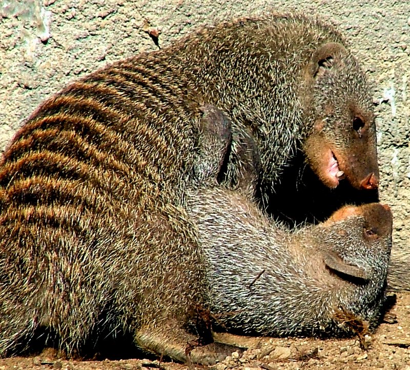 MongooseFighting.jpg